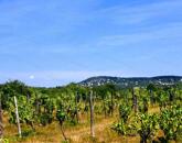 Részpanorámás terület