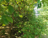 Eladó telek/földterület Iszkaszentgyörgy 2 000 000 Ft