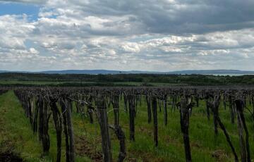 Eladó telek/földterület