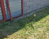 Építési telek Esztergom-Kertvárosban