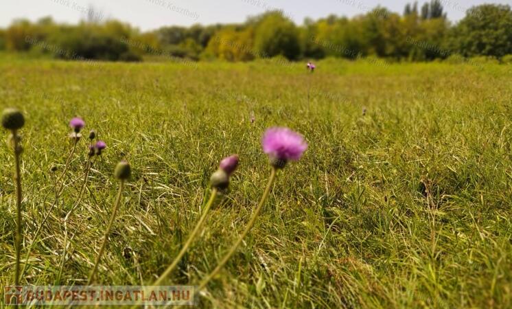 Eladó 1079 m2 építési telek Gyenesdiáson                                 