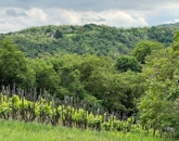 Eladó telek/földterület Ravazd 60 000 000 Ft