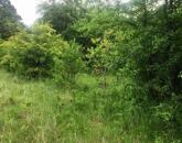 ERDŐ a Balaton-felvidéken, Balatonakali keleti oldalán.