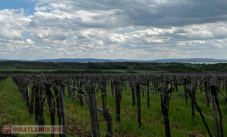 Eladó panorámás szőlőterület Szentantalfán! 1,2ha!