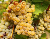 Eladó telek/földterület Zánka 21 200 000 Ft