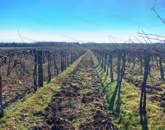 Tagyon szőlő 1,2 hektár
