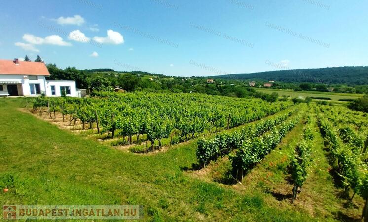 BALATONI PANORÁMÁS SZŐLŐBIRTOK FELSŐÖRSÖN KÉT ÉPÜLETTEL                                 