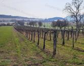 PANORÁMÁS SZŐLŐ A NIVEGY-VÖLGY SZÍVÉBEN SZENTJAKABFÁN