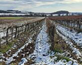 Település szélén -eladó MEZŐGAZDASÁGI TERÜLET BALATONCSICSÓN