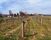 PANORÁMÁS SZŐLŐ A NIVEGY-VÖLGY SZÍVÉBEN SZENTJAKABFÁN