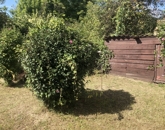 Eladó családi ház Vajszló 21 490 000 Ft