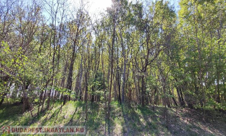 Eladó erdő Jászkarajenőn                                 