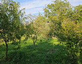 Eladó telek/földterület Kisasszond 4 000 000 Ft