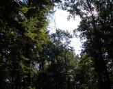 ERDŐ a Balaton-felvidéken, Balatonakali keleti oldalán.