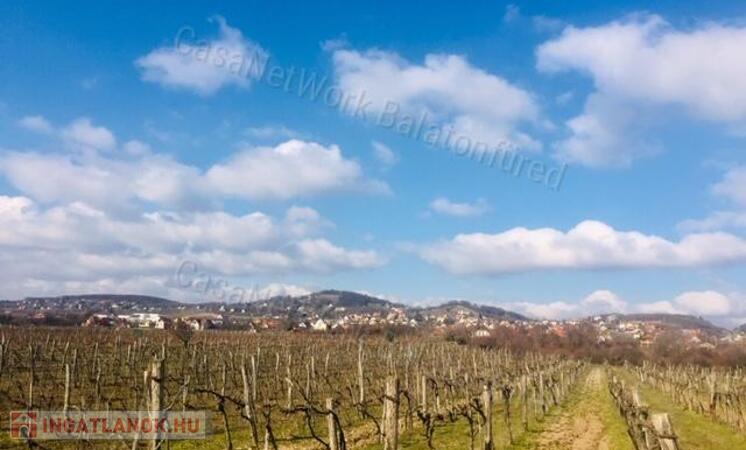 Szőlővel telepített építhető kertes mezőgazdasági terület