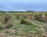 Eladó telek/földterület Zánka 21 200 000 Ft