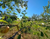 Eladó telek/földterület Baksa 10 800 000 Ft