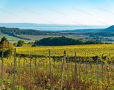 Eladó örök panorámás terület Óbudaváron! 2,3ha!