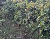 Eladó telek/földterület Tata 9 000 000 Ft