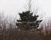 Eladó telek/földterület Cserszegtomaj 11 000 000 Ft