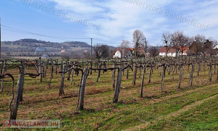 PANORÁMÁS SZŐLŐ A NIVEGY-VÖLGY SZÍVÉBEN SZENTJAKABFÁN