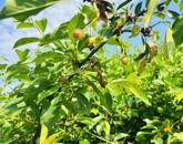 Eladó telek/földterület Várgesztes 6 000 000 Ft