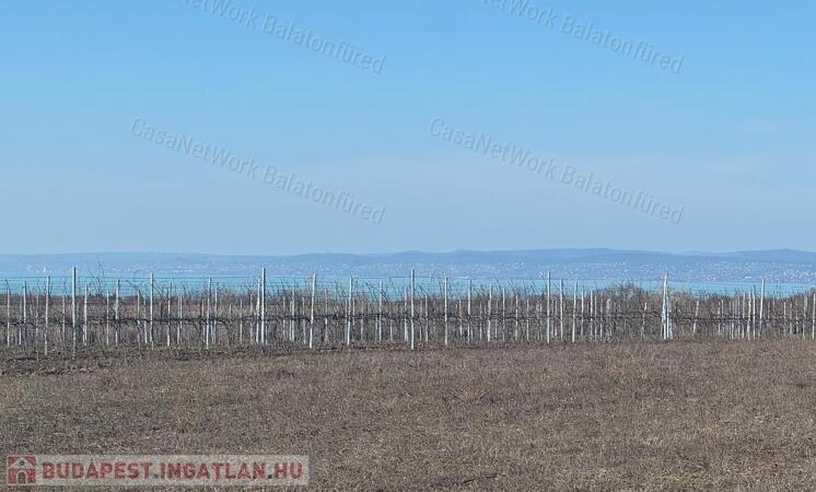 Balatoni panorámás szőlőbirtok eladó Balatonvilágoson - 3000 nm beépítéssel                                 