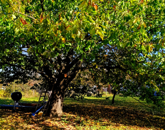 Eladó családi ház Nagypáli 110 000 000 Ft