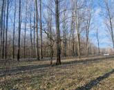 Eladó szántó Cegléden, az Ugyeri dűlőben