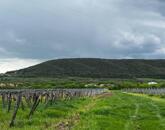 Eladó panorámás szőlőterület Szentantalfán! 1,2ha!