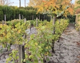 Eladó családi ház Üllés 45 000 000 Ft