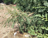 Eladó telek/földterület Pilis 15 000 000 Ft