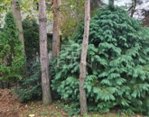 Eladó lakás Szombathely 50 000 000 Ft