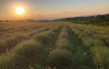 Eladó telek/földterület