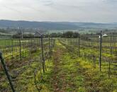 Óbudaváron ÖRÖK PANORÁMÁS zártkert eladó! 5107nm!