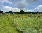 Eladó telek/földterület Balatoncsicsó 43 000 000 Ft