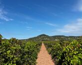 Eladó szőlőterület Zánkán