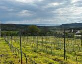 Óbudaváron ÖRÖK PANORÁMÁS zártkert eladó! 5107nm!