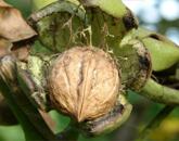 Prémium befektetés-termő terület ELADÓ