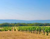 Beépíthető panorámás szőlőterület