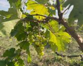 Eladó Balatatonszepezden egy örökpanorámás külterületi telek szőlővel