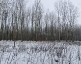 Eladó szántó Cegléden, az Ugyeri dűlőben