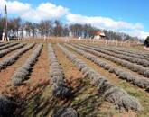 HÁZ BALATONI PANORÁMÁVAL, FELSŐÖRSÖN A TERMÉSZET OLDALÁN