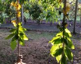 Eladó családi ház Debrecen 45 900 000 Ft