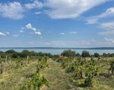 Eladó Balatatonszepezden egy örökpanorámás külterületi telek szőlővel