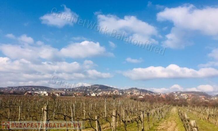 Szőlővel telepített építhető kertes mezőgazdasági terület                                 