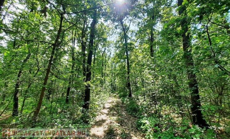 Település közeli - eladó LEGELŐ, ERDŐ KAPOLCSON                                 