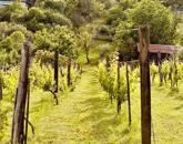 Eladó zártkert gazdasági épülettel Felsőörsön