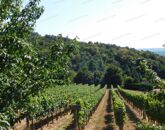 Eladó üdülő/nyaraló Rezi 45 000 000 Ft