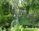 Eladó családi ház Budapest II. ker 299 000 000 Ft